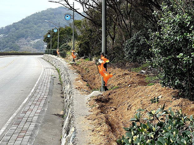 植樹節--北竿規劃白沙濱海道路栽種600株海桐