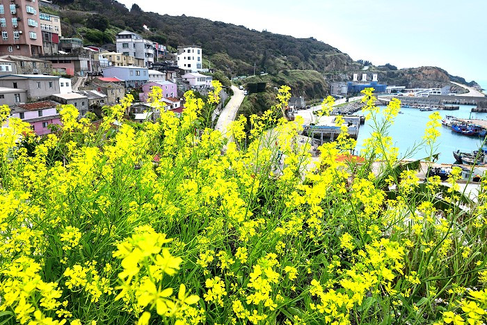 春天裡的明豔風景，東引油菜花搖曳生姿，綻放美麗
