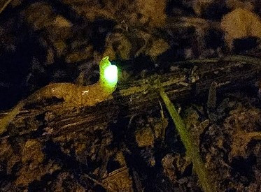 黃緣雌光螢西莒現蹤，馬祖雌光螢季開跑