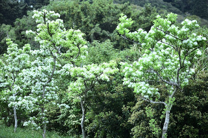 浪漫「4月雪」，流蘇進入開花期，美不勝收