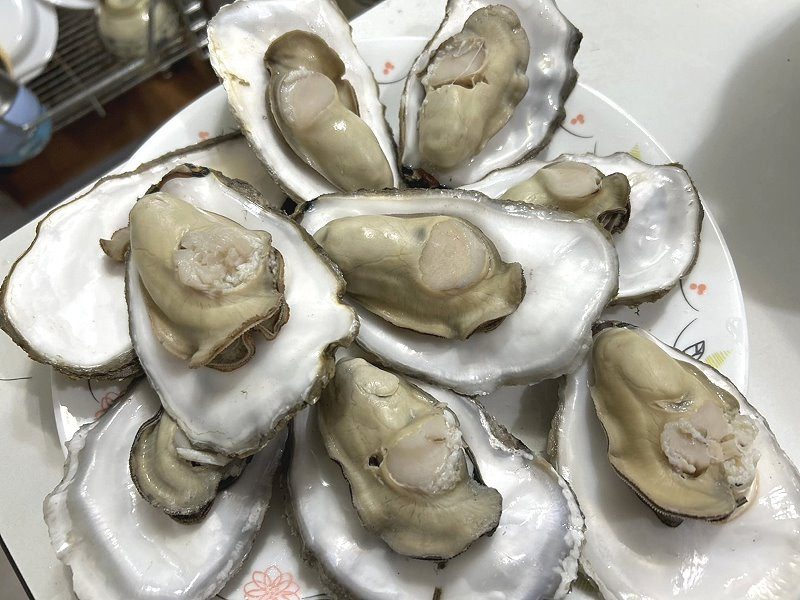 地區養殖牡蠣盛產期，帶殼每斤100元，再創新高