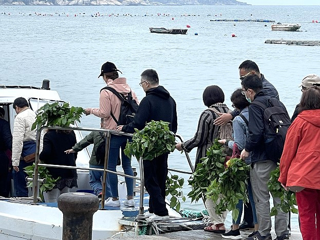 大坵尋鹿必備，初春鮮綠桑葉大熱賣