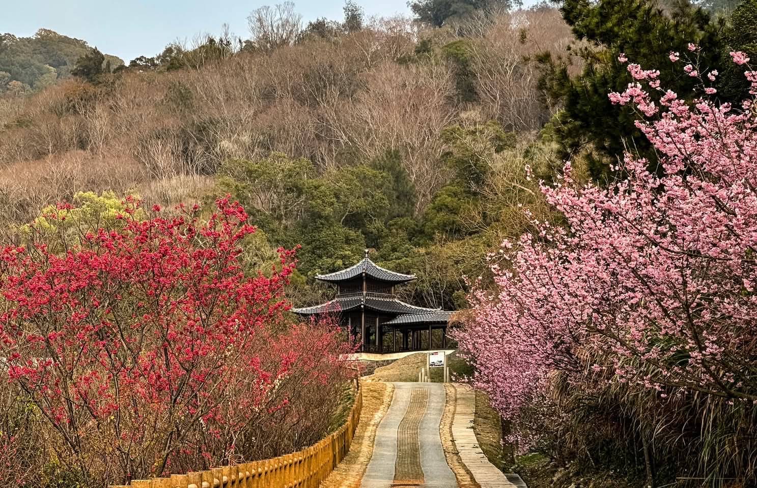 🌸✨浪漫粉紅與海景交織，馬祖櫻花季開跑✨🌸