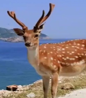 🦌快來解鎖 台灣唯一梅花鹿生態島🦌